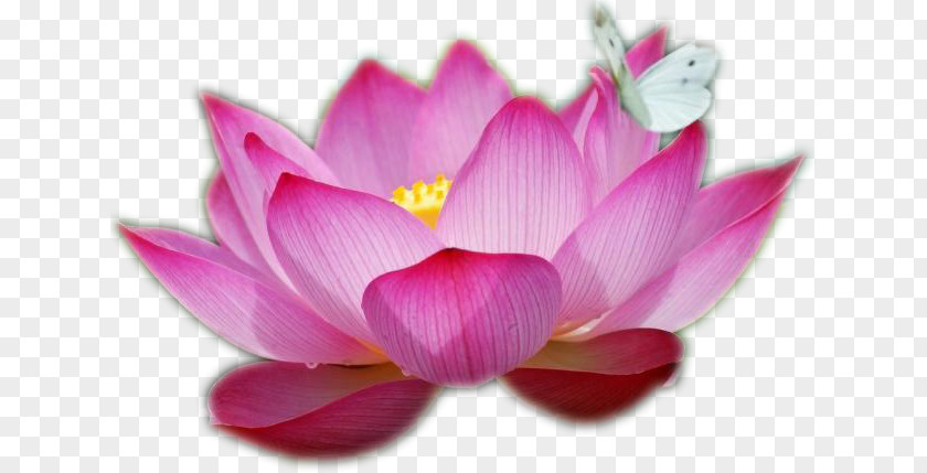 Egyptian Lotus Nelumbo Nucifera Flower Water Lilies Drawing Pink PNG