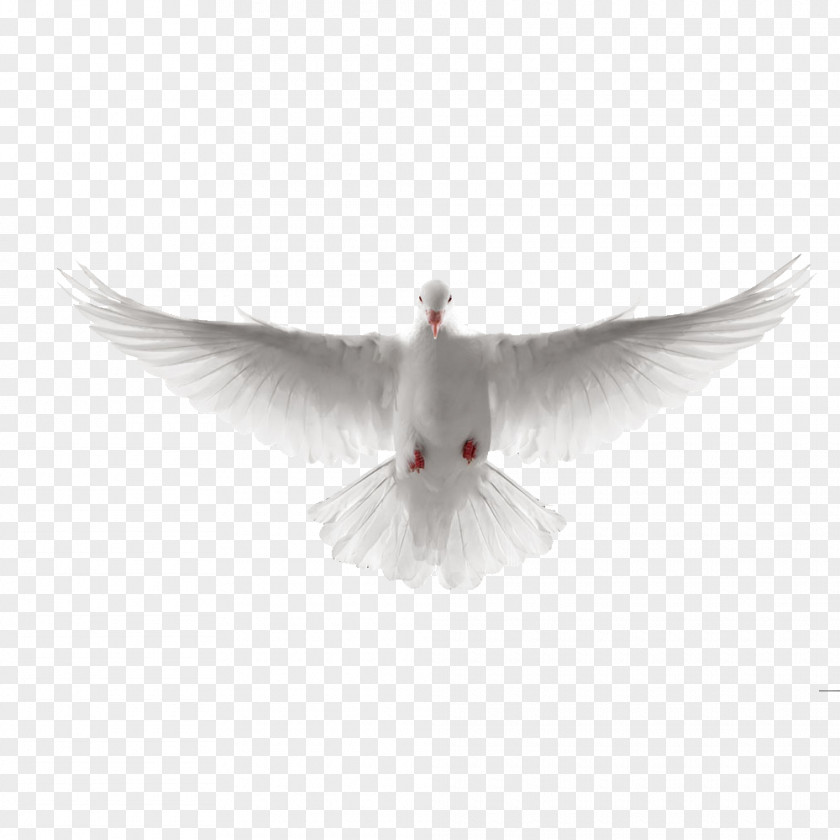 Flying White Dove Of Peace PNG white dove of peace clipart PNG