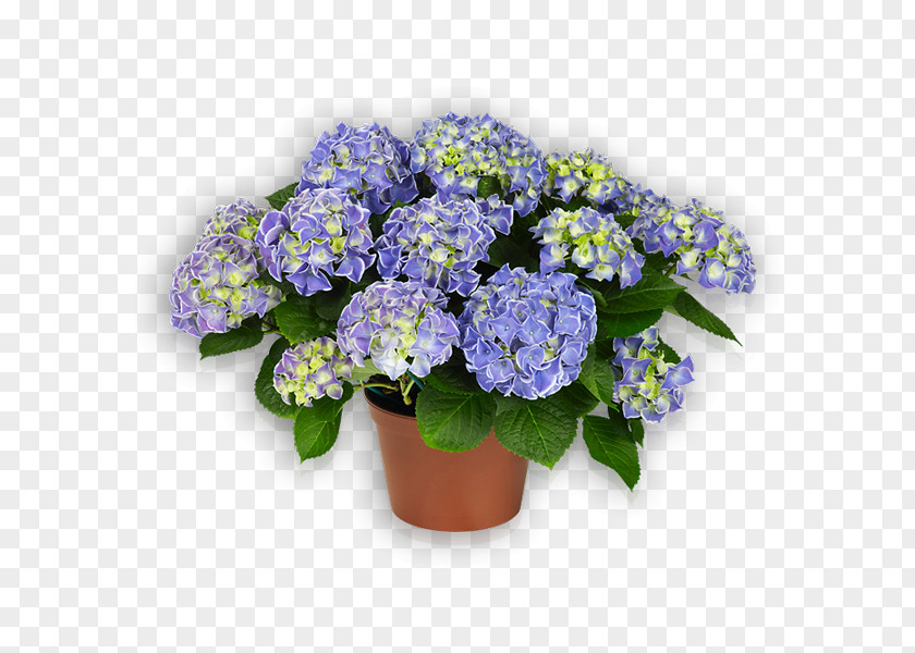 Hortensia Cut Flowers French Hydrangea Plant Violet PNG