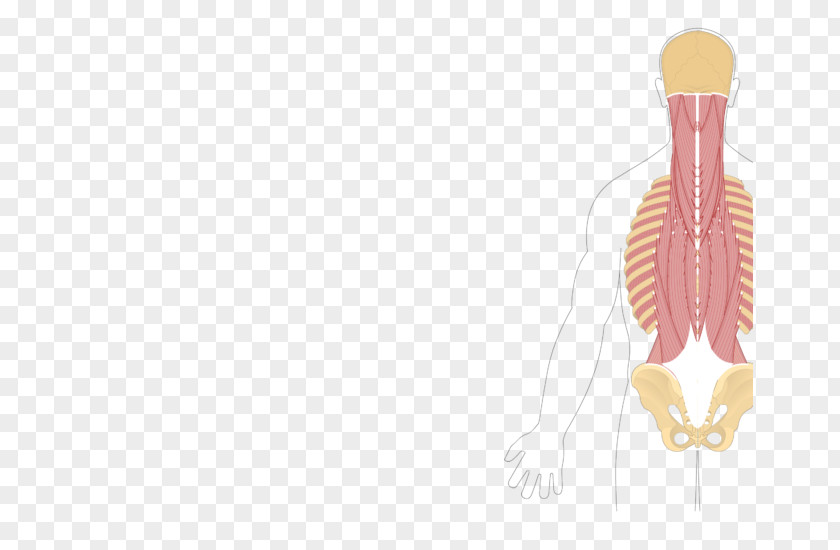 Quadratus Lumborum Muscle Origin And Insertion Plantae Anatomy PNG