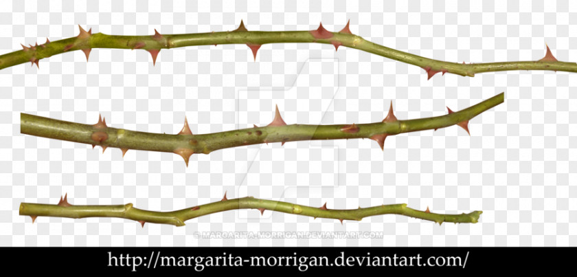 Rose Thorns, Spines, And Prickles Plant Stem Clip Art PNG