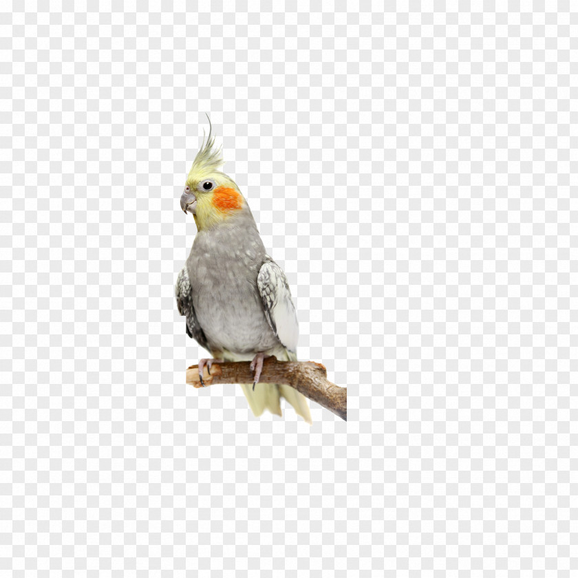 Birds,parrot Cockatiels As Pets: Cockatiel Facts & Information, Where To Buy, Health, Diet, Lifespan, Types, Breeding, Fun And More! A Complete Guide Bird Cockatoo Stock Photography PNG