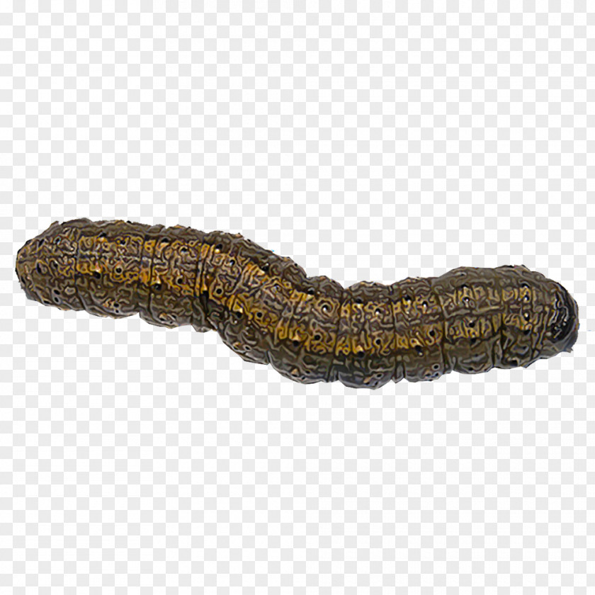 Insect Cutworm Dark Sword-grass Pest PNG