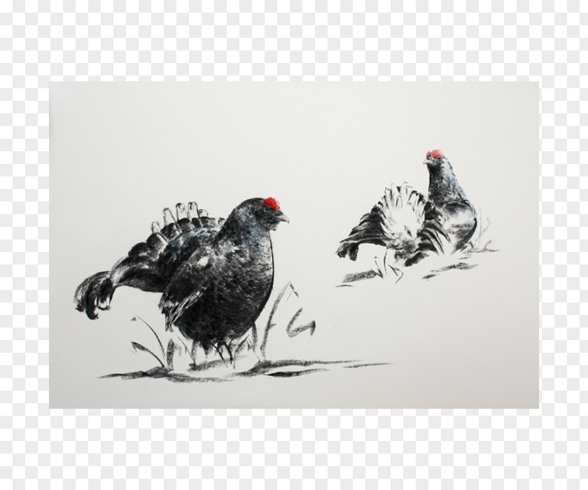 Painting Rooster Big Five Game Rhinoceros Pope PNG