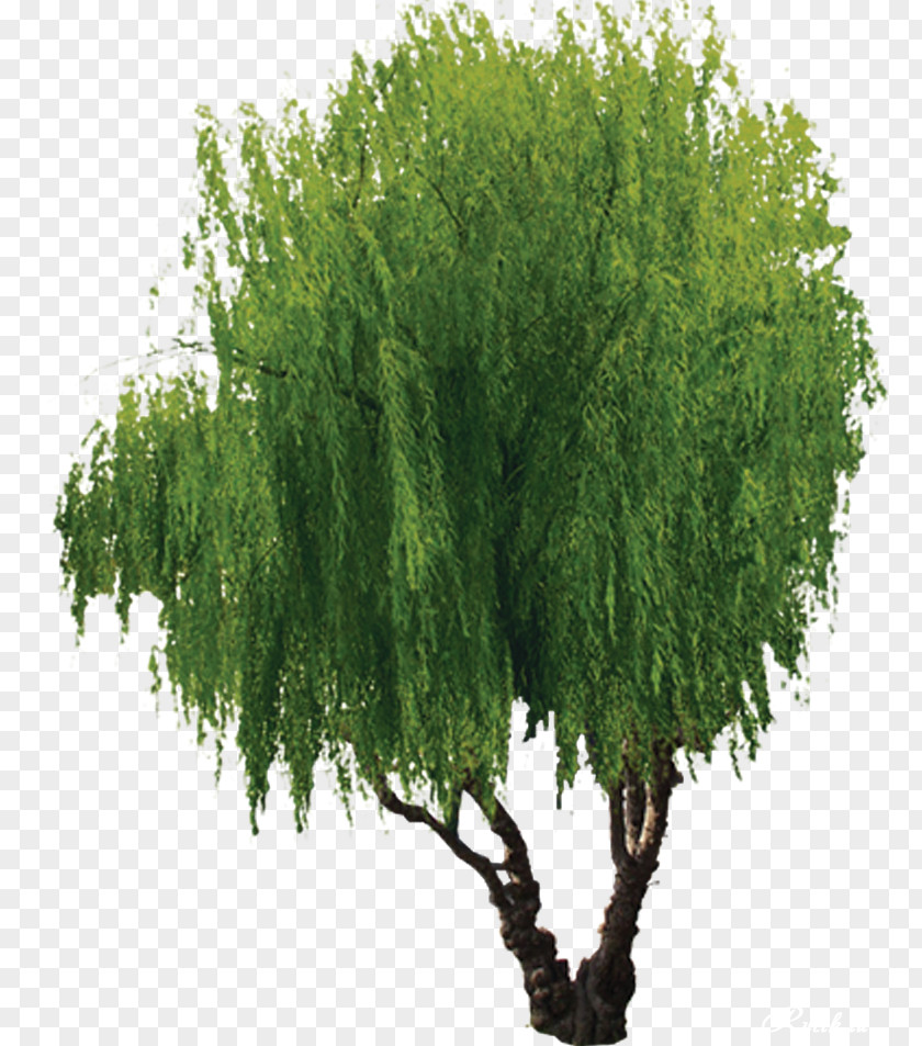 Tree Willow PNG