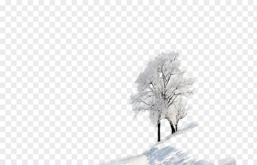 Two Trees In The Winter Daxue Snow Wallpaper PNG