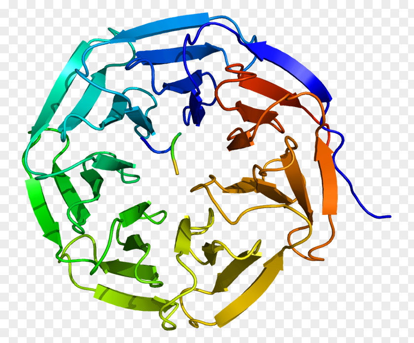 WDR5 WD40 Repeat Protein Family Acetyltransferase PNG