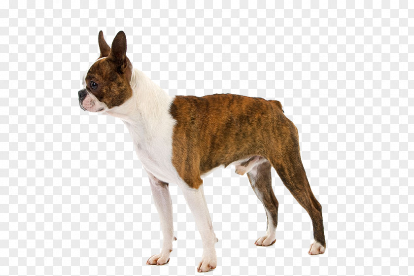 A Pet Dog Boston Terrier Puppy Raincoat Breed PNG
