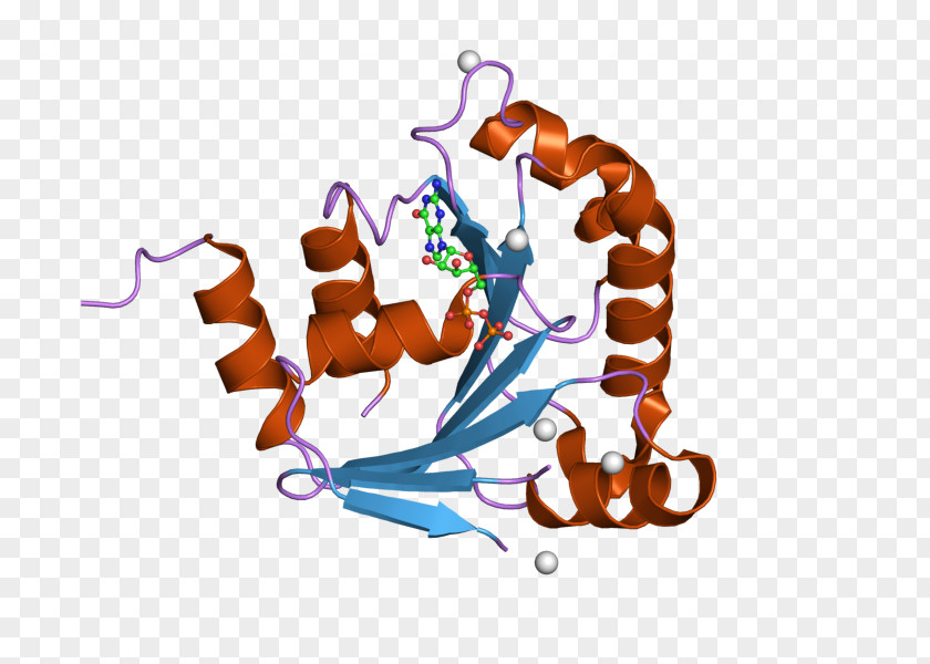 ARL8B ARL8A ADP Ribosylation Factor Human Protein PNG