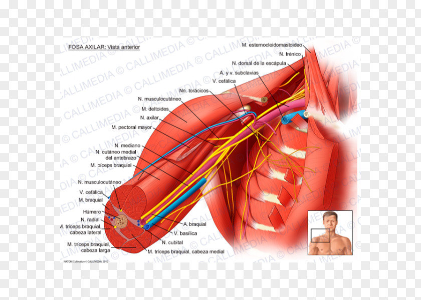 Fossa Axillary Nerve Artery Human Body PNG