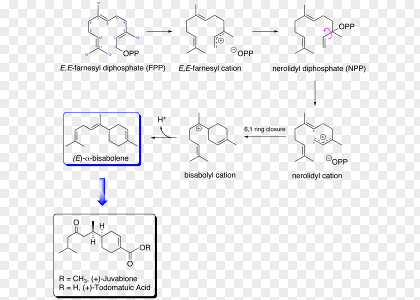 Path Way Biosynthesis Mevalonic Acid Juvabione Mevalonate Pathway Ester PNG