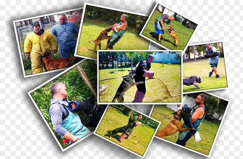 Police Dog Photographic Paper Photomontage Collage Leisure PNG