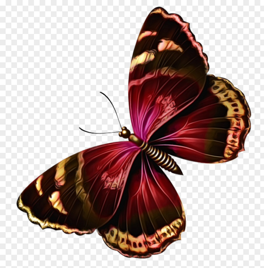 Riodinidae Brushfooted Butterfly Watercolor Background PNG