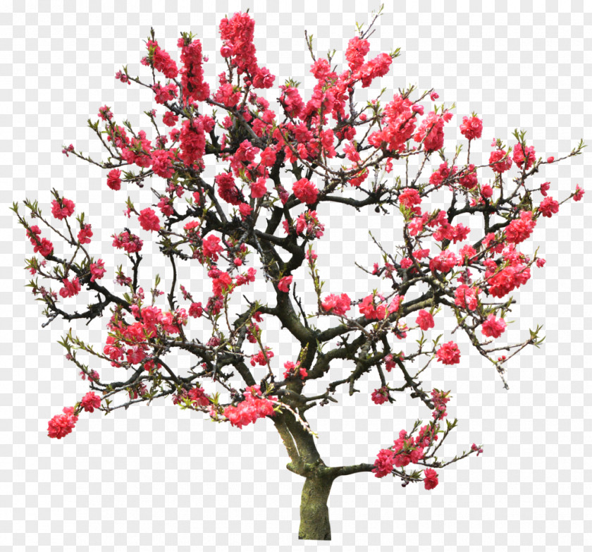 Cherry Blossom Tree Photography Clip Art PNG
