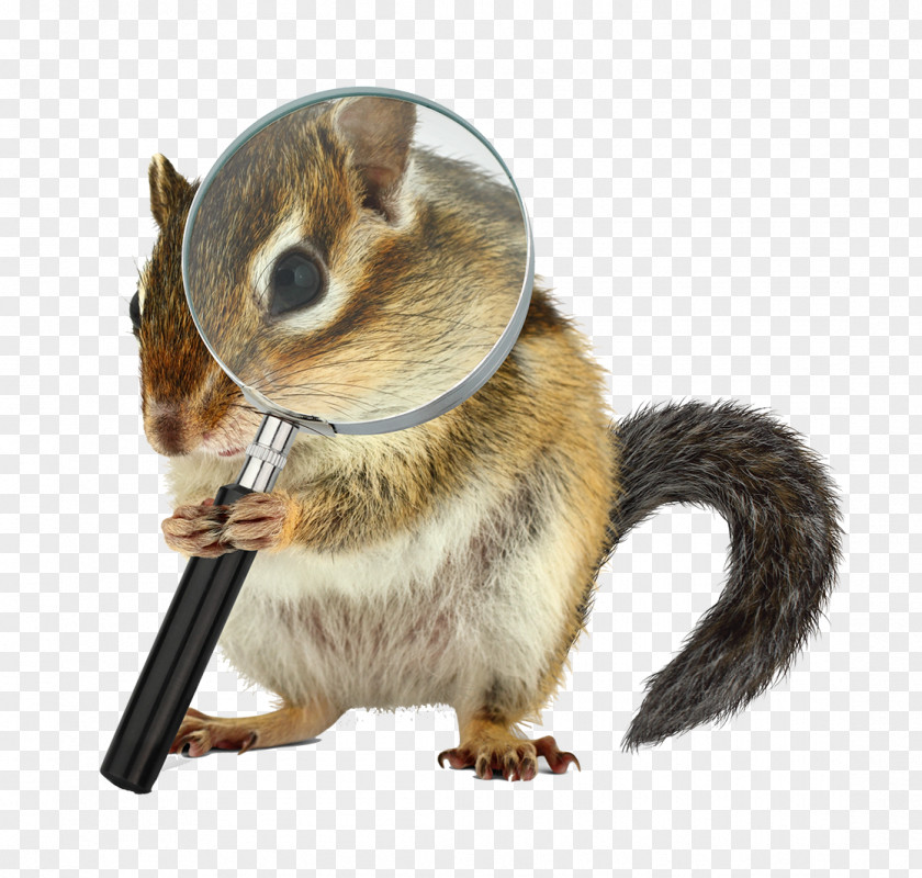 Chipmunk Stock Photography Gray Wolf Royalty-free PNG