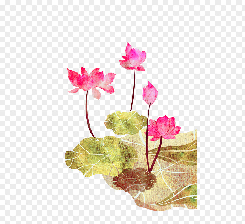 Pink Fresh Lotus Decoration Pattern Nelumbo Nucifera Poster Hanami Illustration PNG