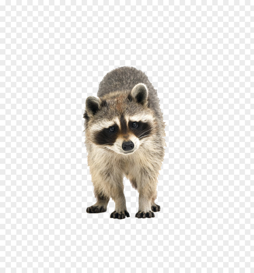 Raccoon Cuteness Icon PNG