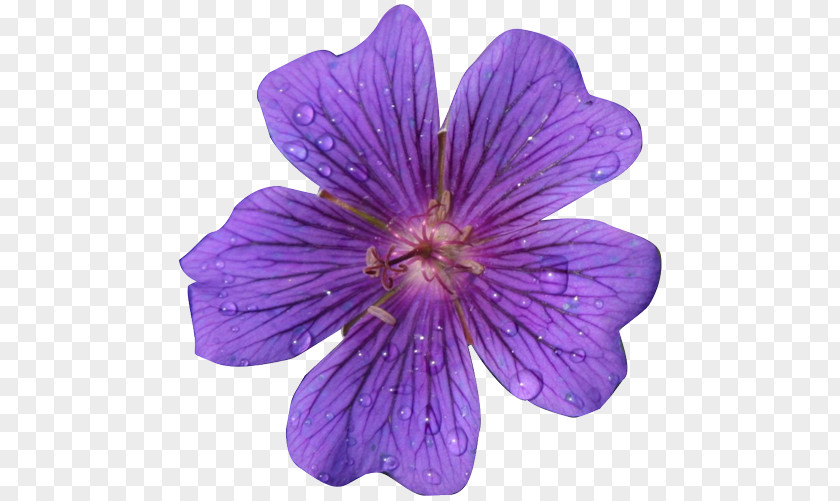 Realistic Flowers Cliparts Flower Purple Clip Art PNG