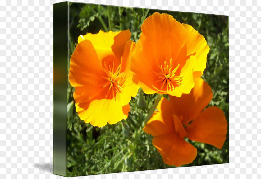 Violet California Poppy Meadow Wildflower Annual Plant PNG