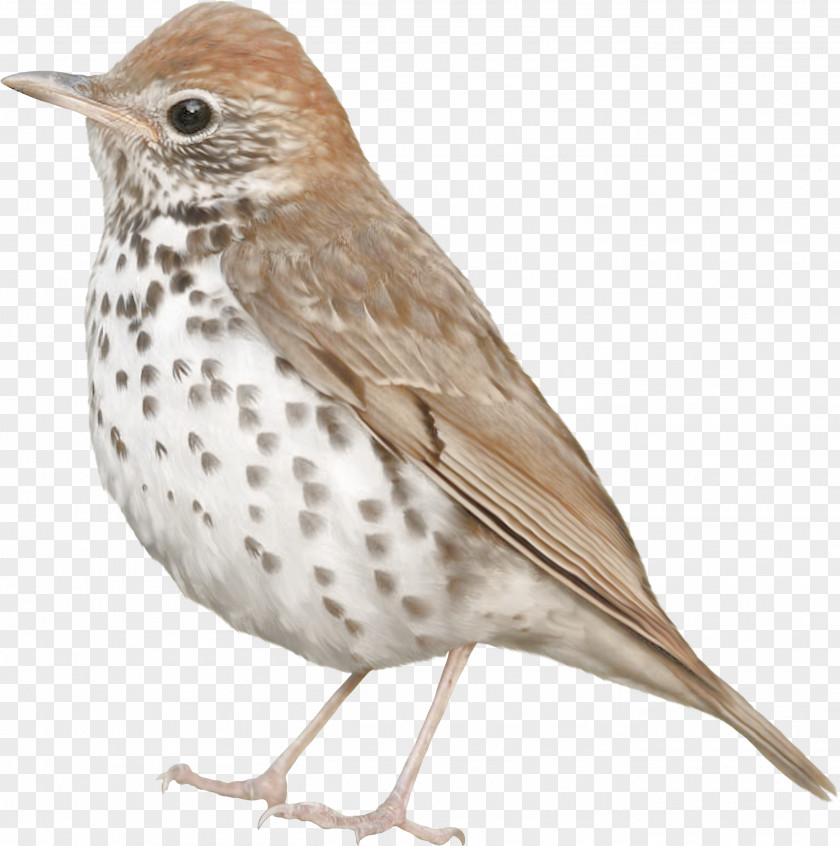 Bird Common Nightingale Feather PNG