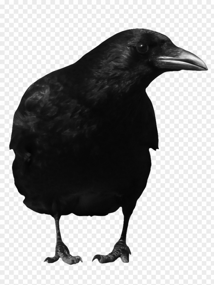 Black Crow Image American Common Raven Bird PNG