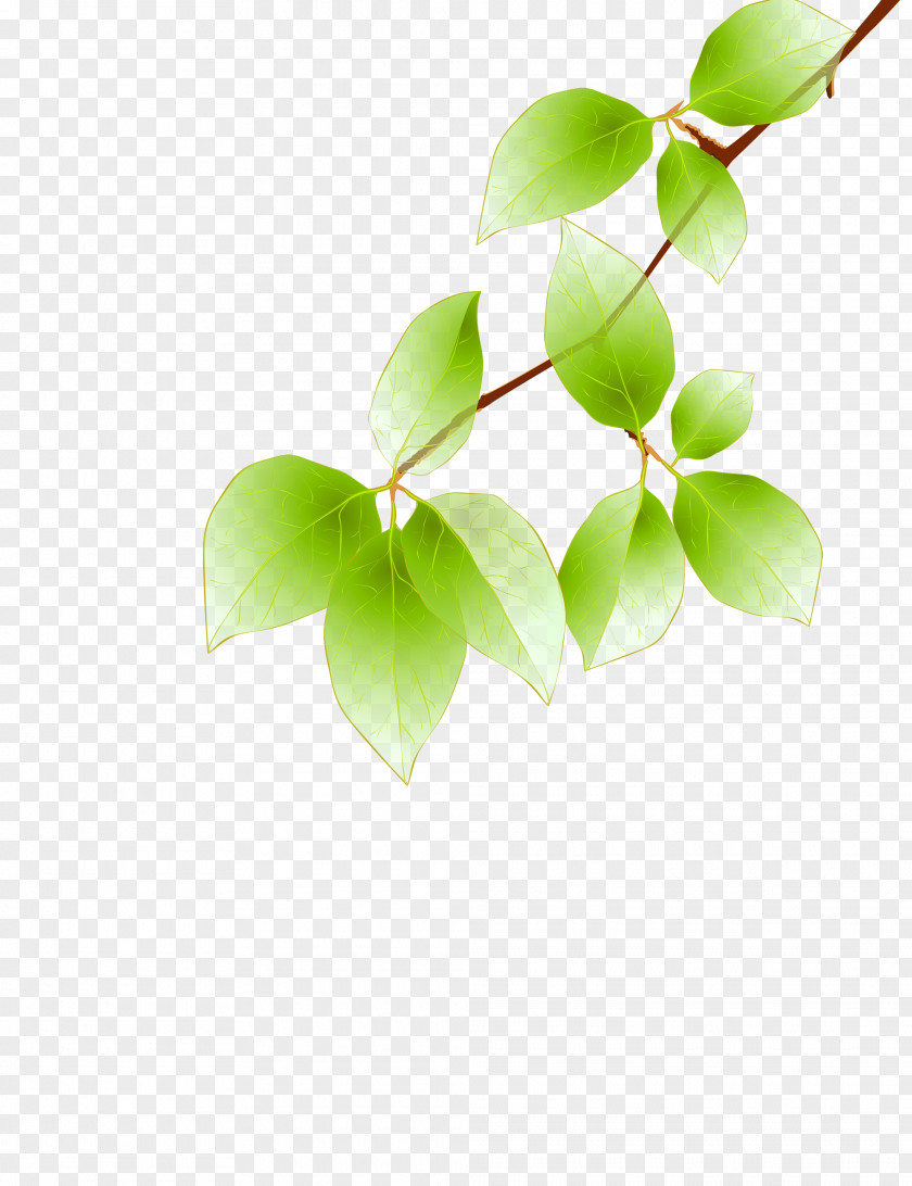 Falling Leaves Maple Leaf Green Euclidean Vector PNG