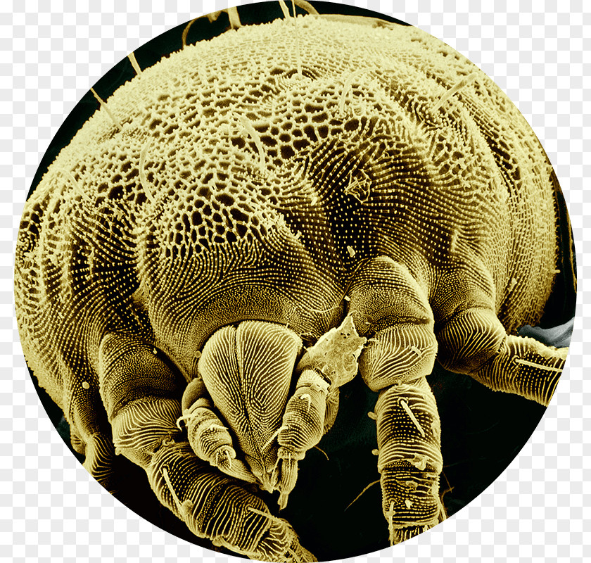 Microscope Mite Insect Arthropod Spider PNG