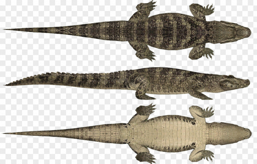 Saltwater Crocodile Zoo Tycoon 2: Marine Mania Dino Danger Pack Extinct Animals Endangered Species African Adventure PNG