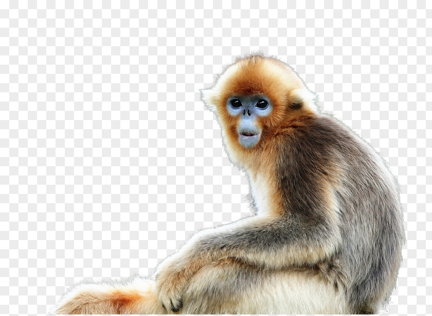 Buckle Material Monkey Picture Macaque Snub-nosed PNG