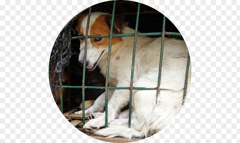 Dog Breed Cruelty To Animals Animal Shelter PNG