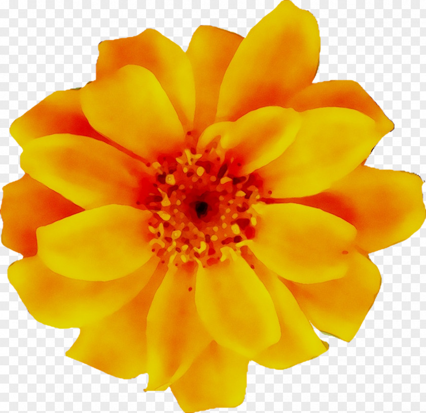 Floral Design Flower Clip Art Image PNG