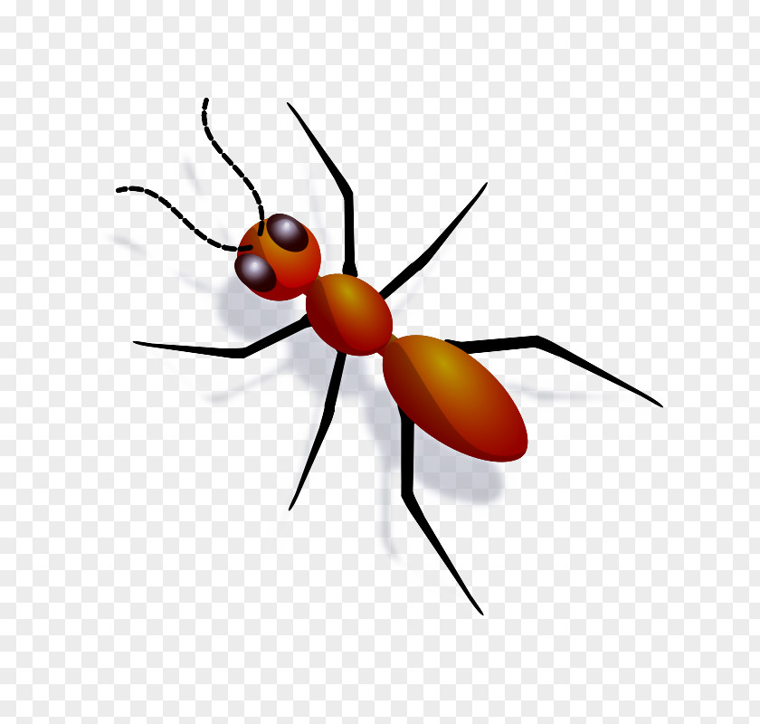 Termite Fly Insect Pest Carpenter Ant Membrane-winged PNG
