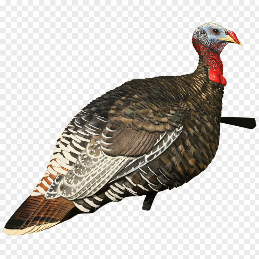 Jake Turkey Hunting Decoy Galliformes PNG