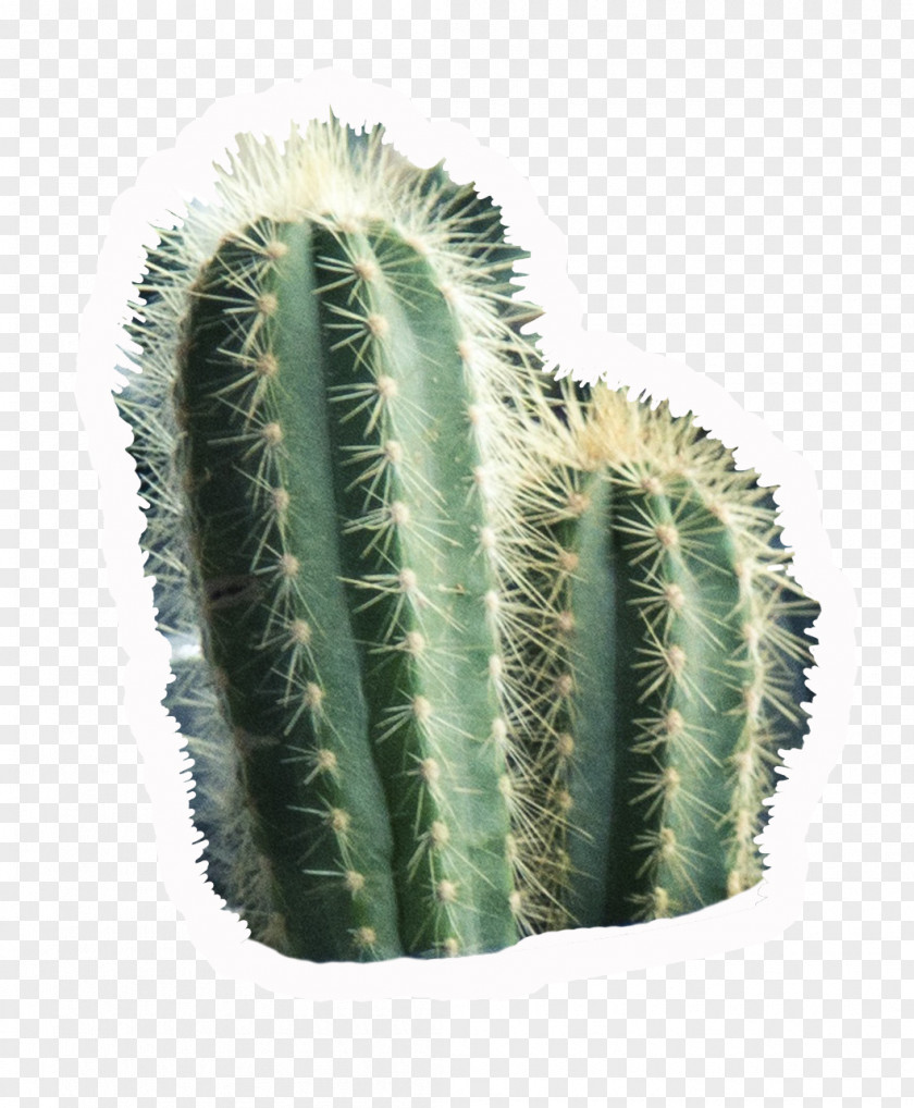 Cactus San Pedro Paper Triangle Drawing PNG