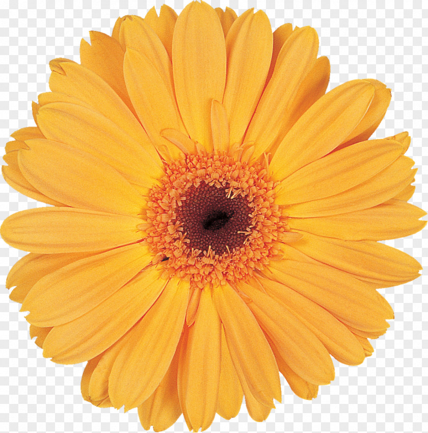 Flower Transvaal Daisy Bouquet Cut Flowers Clip Art PNG