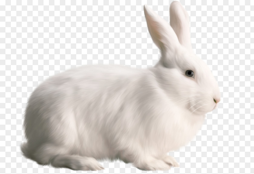 Rabbit Rabbits And Hares White Hare Snowshoe PNG