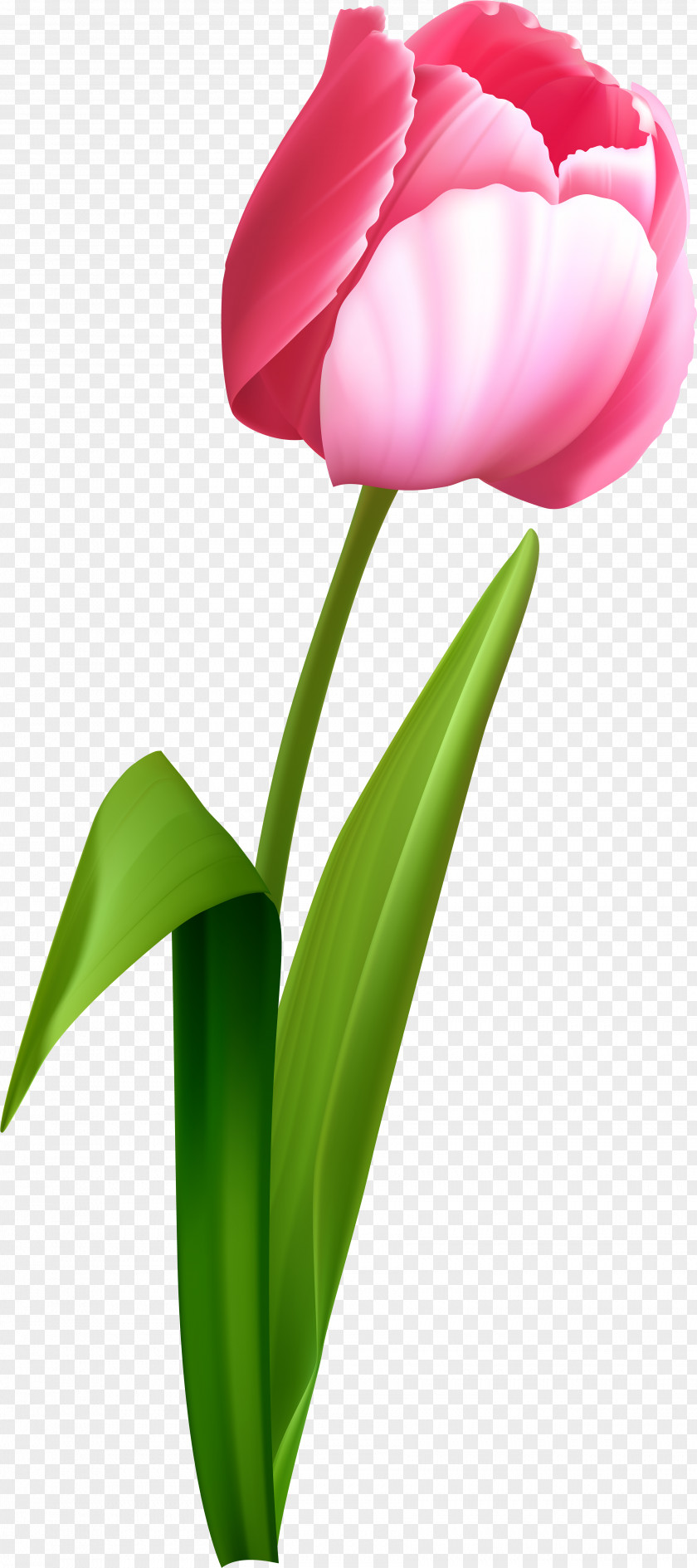 Spring Clip Art Tulips Tulip Transparency Desktop Wallpaper PNG