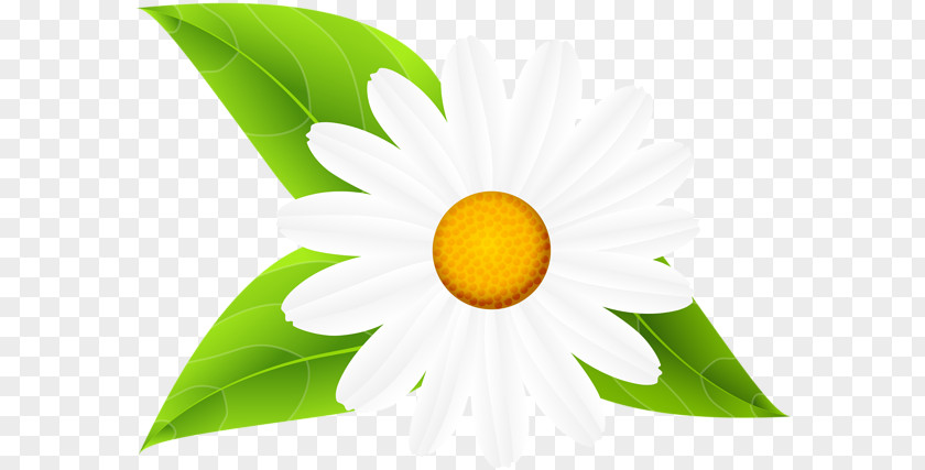 Daisy Family Clip Art Image Openclipart Common PNG