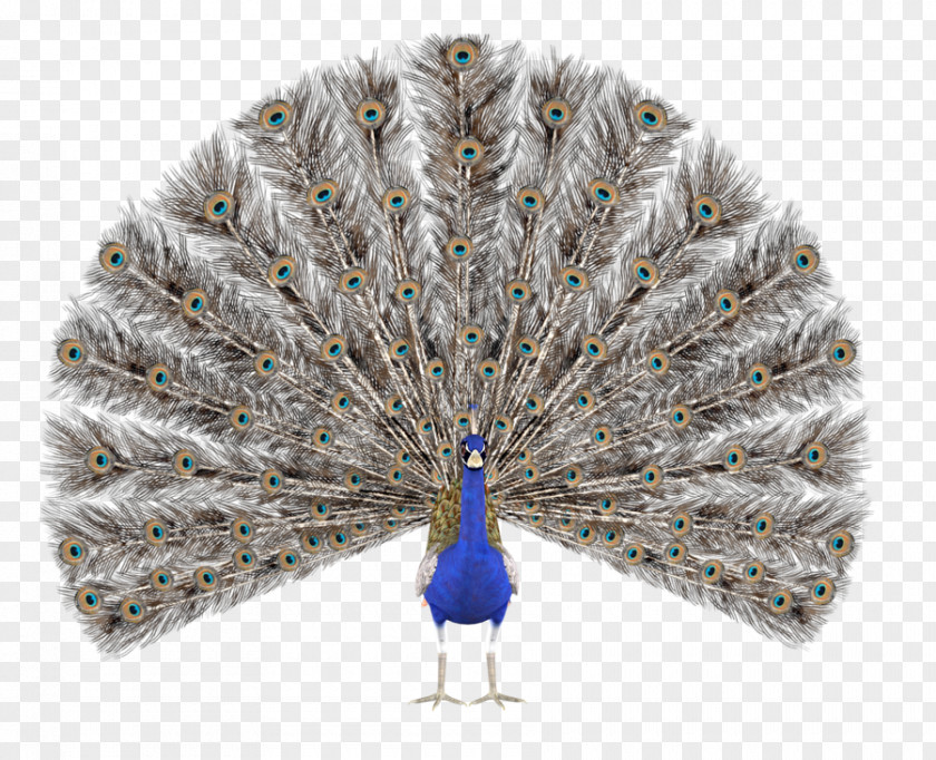 Peacock Peafowl Royalty-free Drawing Illustration PNG