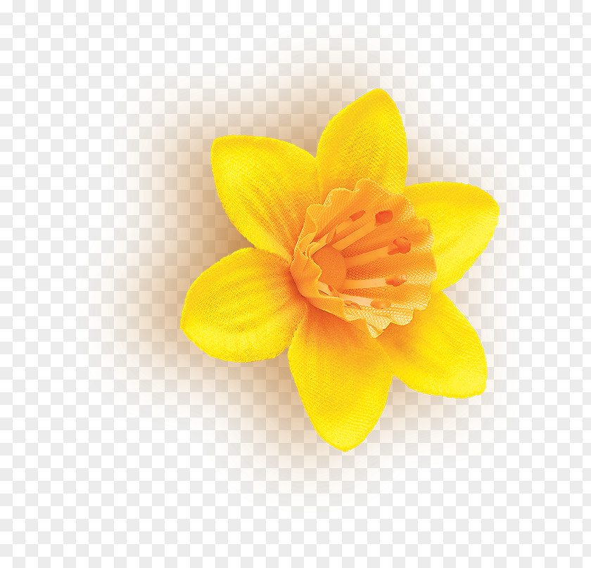 Petal Yellow Flower Plant Narcissus PNG