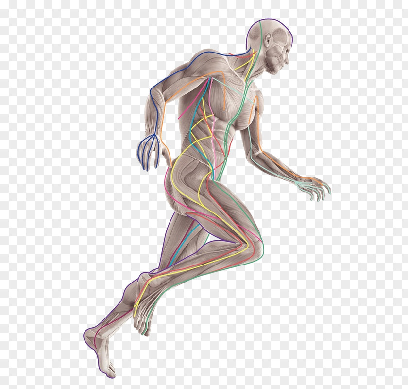 Anatomy Trains: Myofascial Meridians For Manual And Movement Therapists Therapy Human Body Medicine PNG