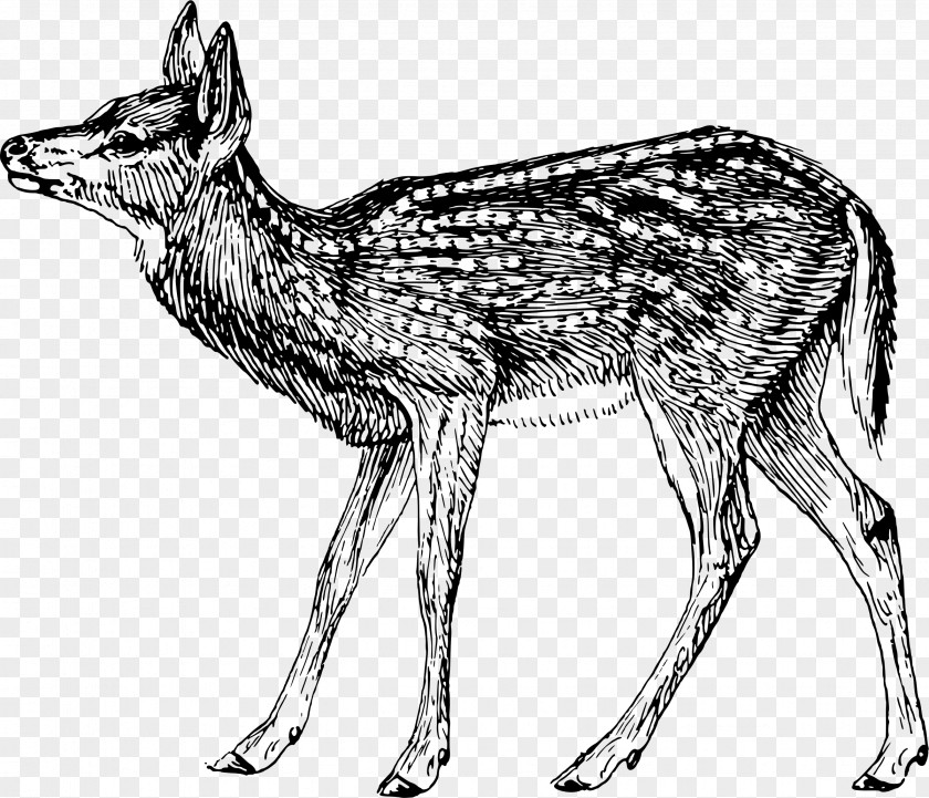 Deer Coyote Musk Red Fox Canidae PNG