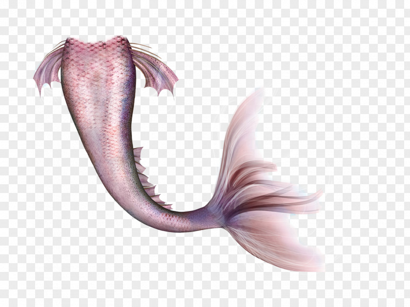 Mermaid Tail Legendary Creature Fairy PNG
