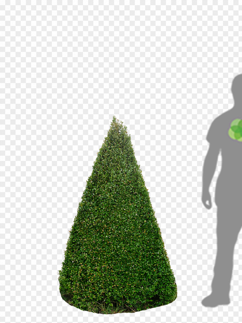 Christmas Tree Fir Spruce Day PNG
