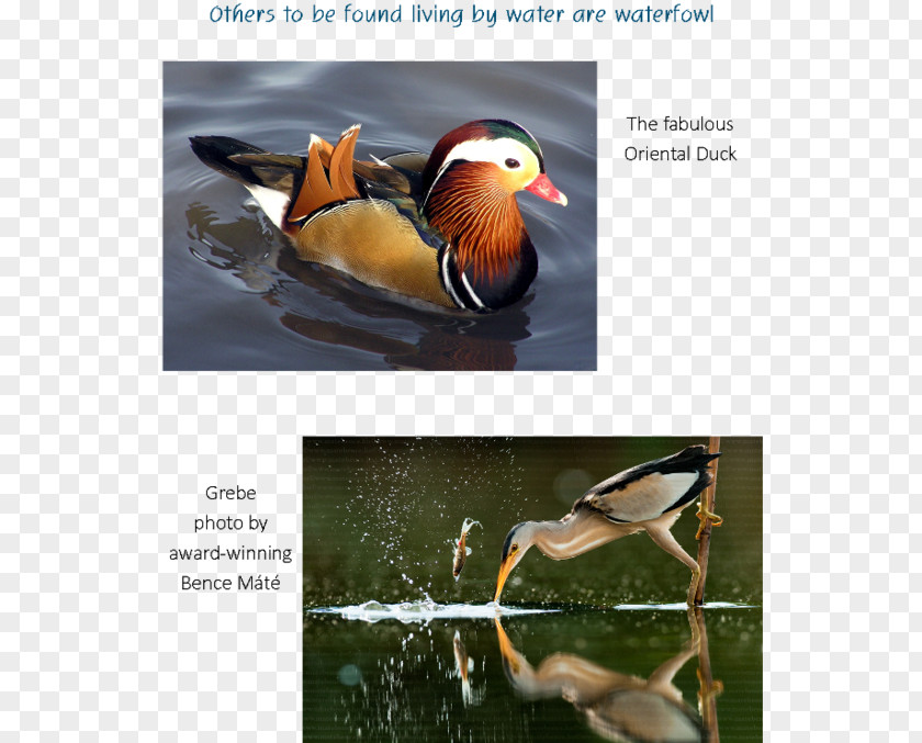 Duck Bird Photography Water PNG