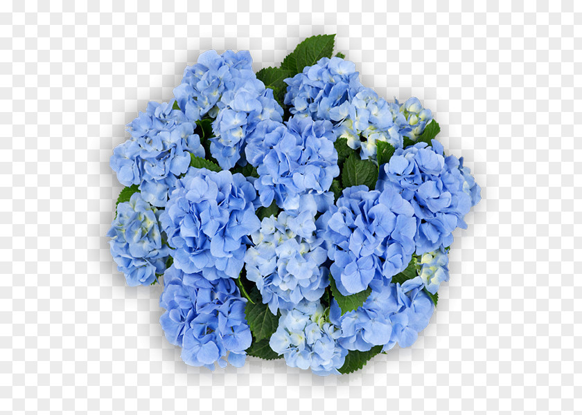 Flower Hydrangea Cut Flowers Blue Pink PNG