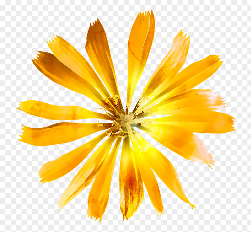 Flower Yellow Petal Image Painting PNG