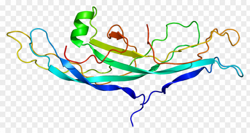 CGB2 Human Chorionic Gonadotropin Protein Subunit Gene PNG