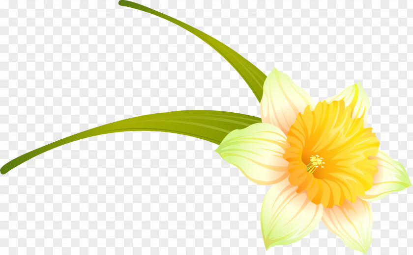 Narcissus Transvaal Daisy Cut Flowers Plant Stem Petal PNG