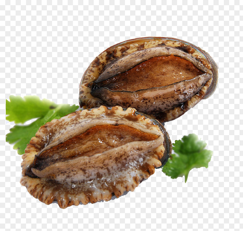 The Deep Fresh Frozen Wild Abalone Seafood Film Series PNG